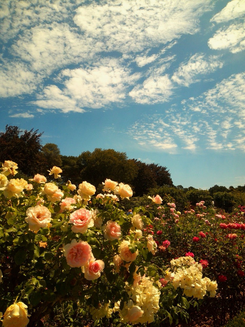 A rose garden in full bloom under an open sky